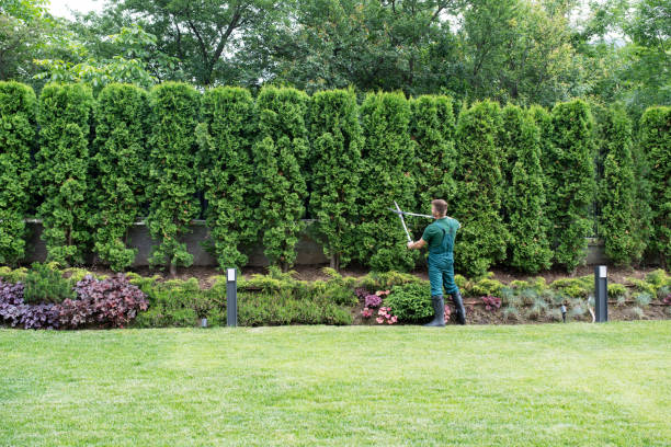 Best Stump Grinding and Removal  in Cottage Grove, OR