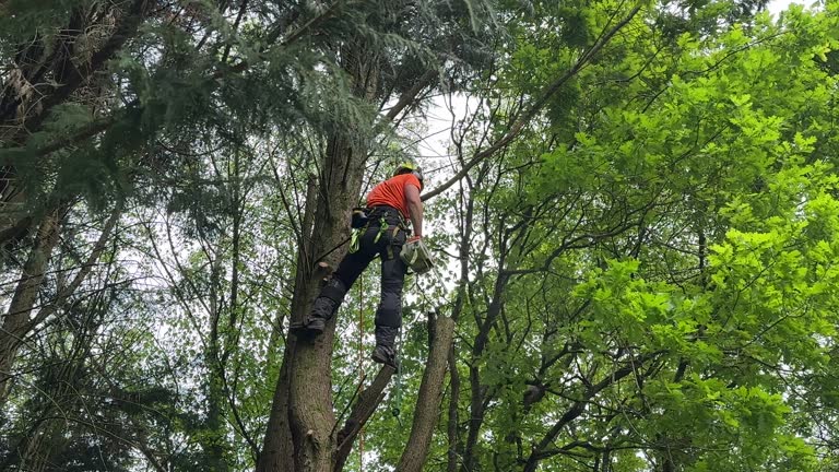 Reliable Cottage Grove, OR Tree Services Solutions